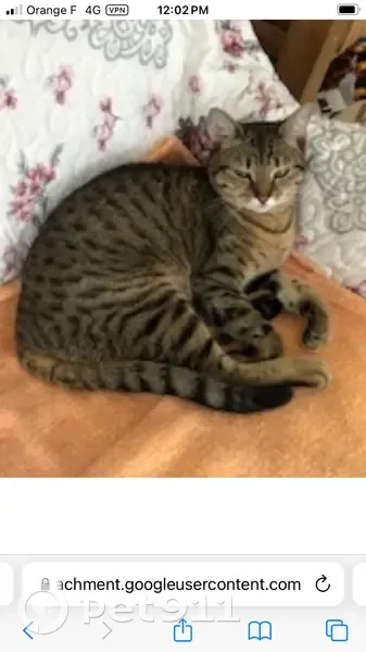 Chatte Lily disparue à La Norville - photo