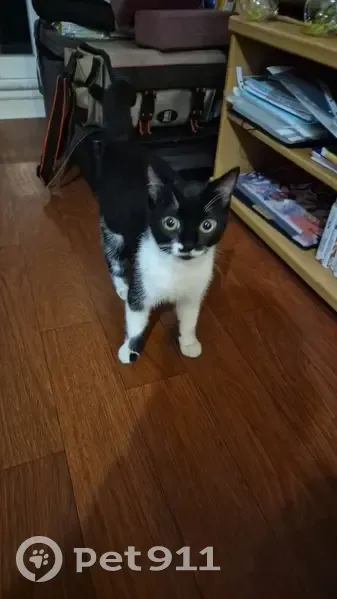 Jeune minette trouvée à Audenge - photo