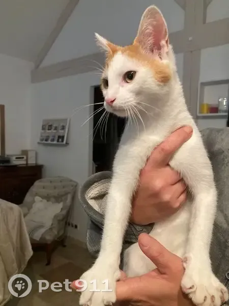 Chat blanc/roux trouvé, vétérinaire demain - photo