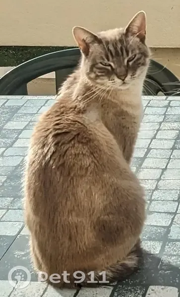 Chatte croisée siamois perdue à Argenteuil - photo