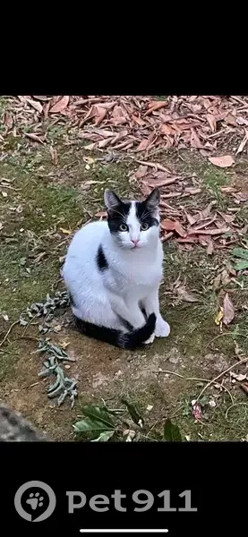 Chat noir et blanc perdu à Dole - photo