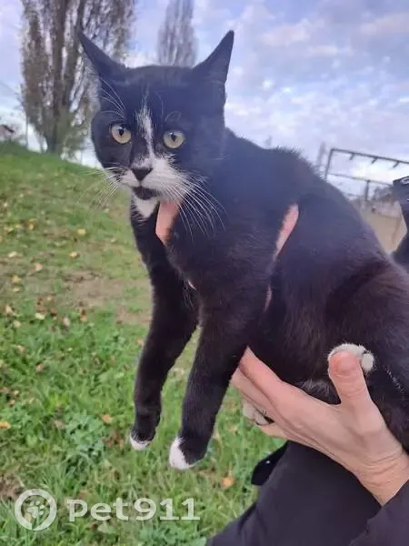 Chat mâle noir et blanc trouvé à Vire - photo
