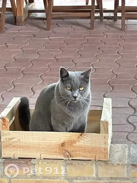 Chartreux gris perdu, Rue Dr Siffre, Perthes - photo