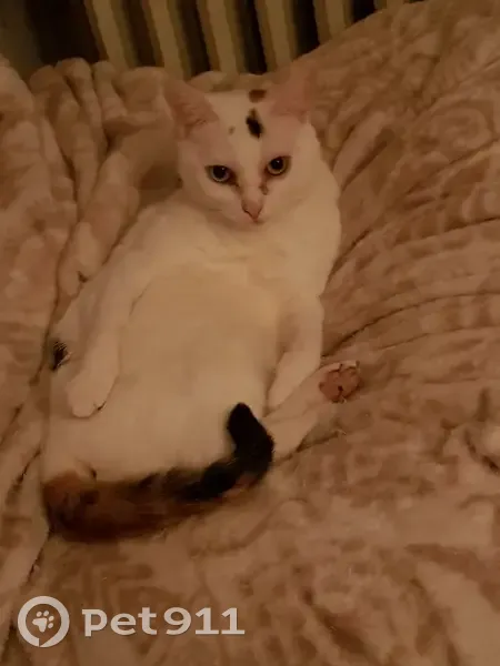 Chatte blanche perdue à Sevran - photo