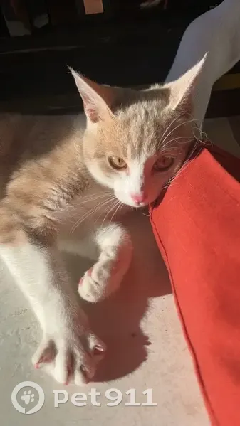 Chat mâle perdu, nommé Lysie, Culhat - photo