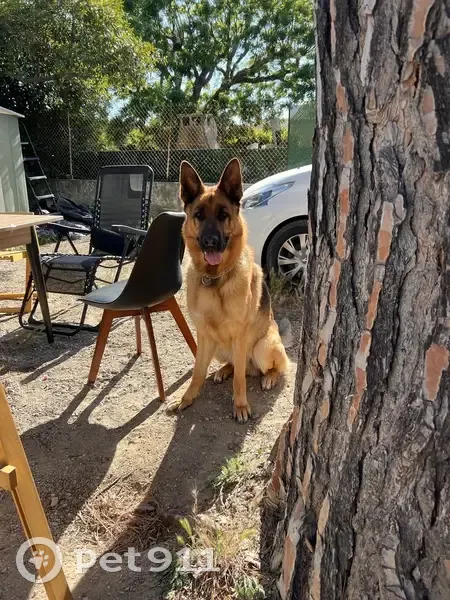 Chien perdu : grand berger allemand marron - photo
