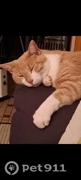 Chat crème et blanc perdu à Bordeaux - photo