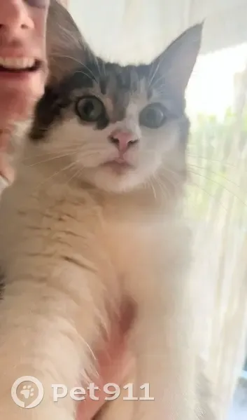 Chat trouvé jeune, sans puce ni tatouage - photo