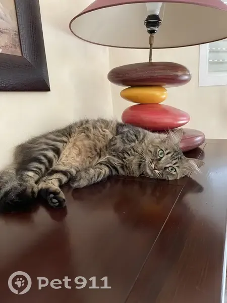 Chat européen tigré perdu à St-Symphorien - photo