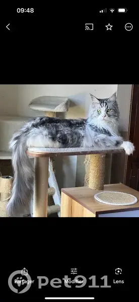 Maine Coon 6 ans perdu à Sergy - photo