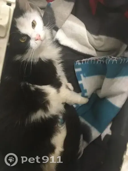 Chatte blanche/noire disparue à Ableiges - photo