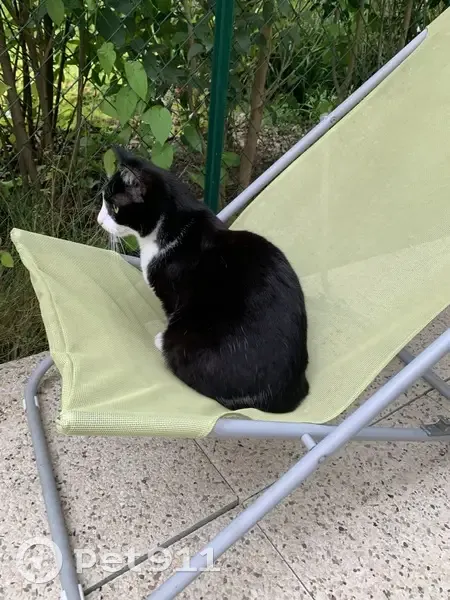 Chat noir et blanc perdu à Villeurbanne - photo