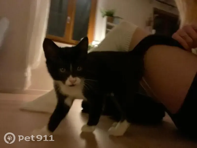 Chaton noir et blanc trouvé à Strasbourg - photo