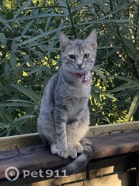 Chatte tigrée sociable perdue à Villes-sur-Auzon - photo