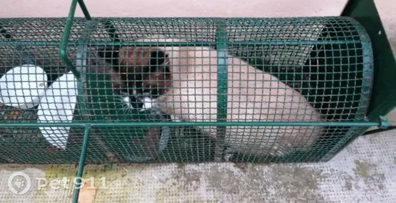 Chat siamois mâle trouvé à Bretagne-d'Armagnac - photo