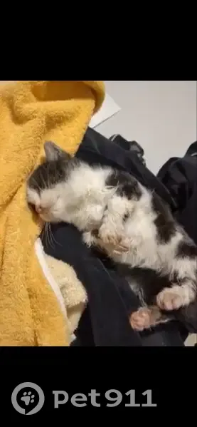Chaton sauvé : appel à stérilisation urgente - photo