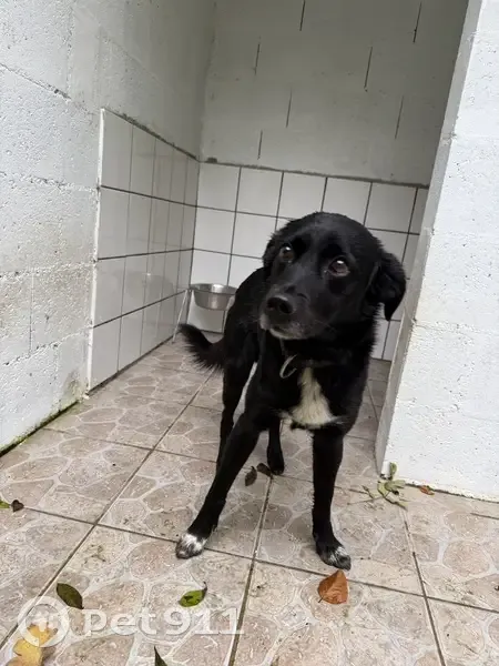 Chien errant déposé à la fourrière 76 - photo