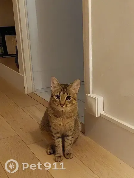 Chat perdu secteur Chavant, répond 
