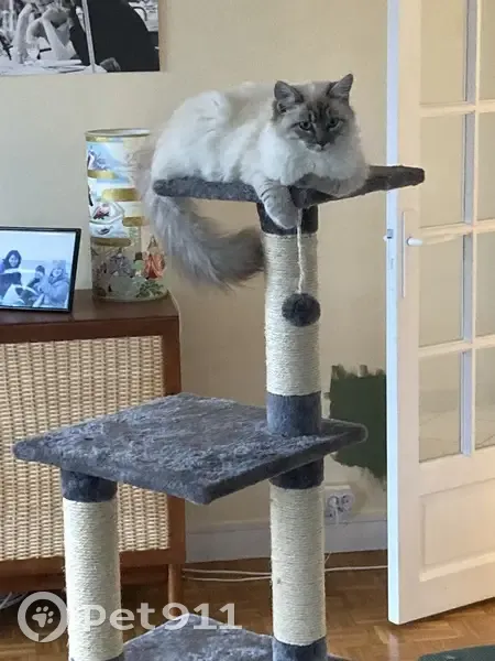 Chat perdu : Yoshi, sociable, Rue du Cèdre - photo