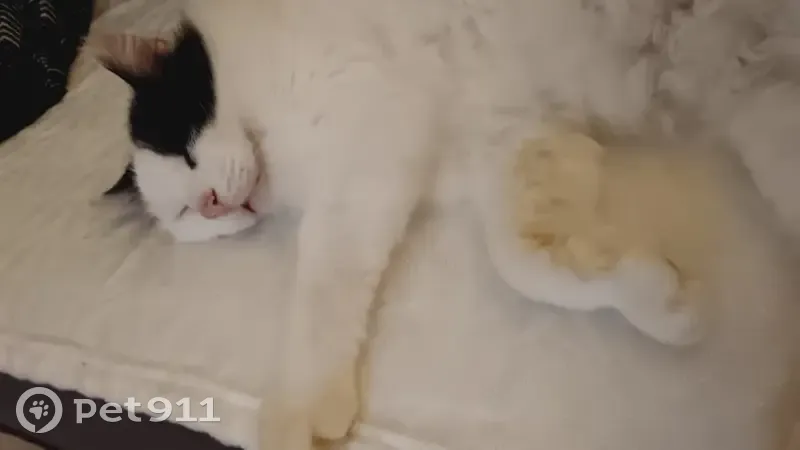 Chat européen perdu à Surgères - photo