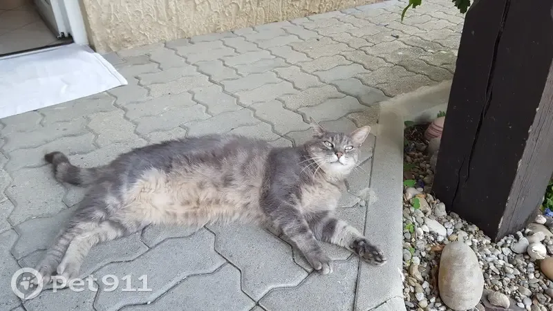 Chat gris tigré perdu à Réding - photo