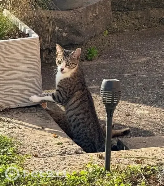 Jeune chat trouvé à Lyon, avenue de Champagne - photo