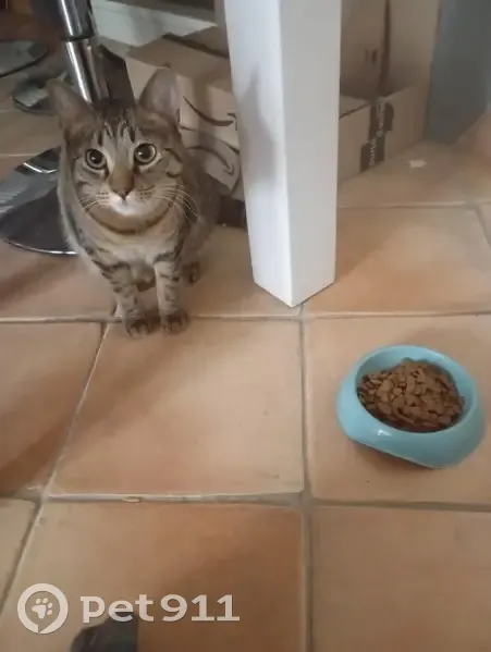 Chatte tigrée grise perdue à Saint-Étienne - photo