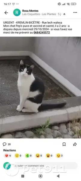 Chat noir et blanc perdu au Kremlin-Bicêtre - photo