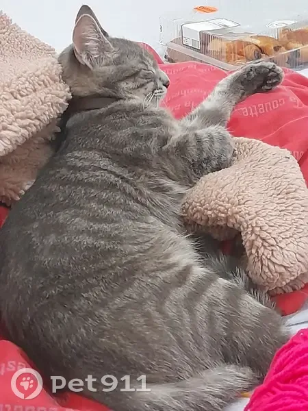 Chat gris perdu le 11/11 à Reims - photo