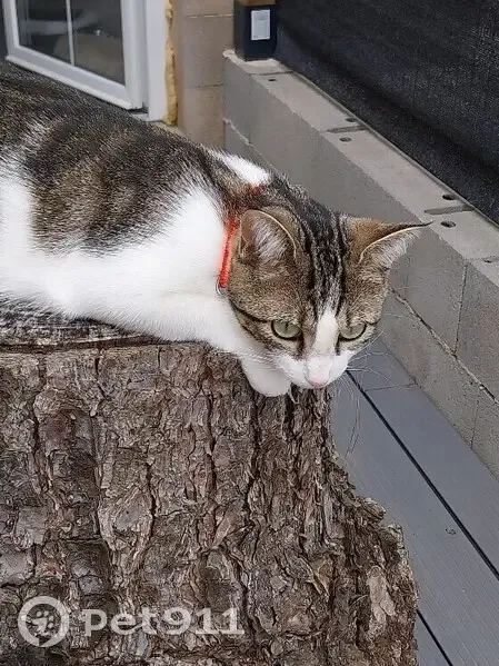 Chatte européenne disparue à Poitiers - photo