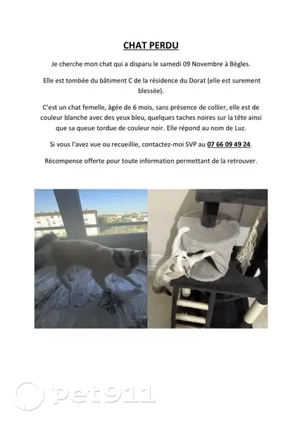 Chat perdu, Cité le Dorat, Bègles - photo