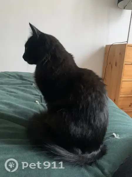 Chatte noire craintive disparue à Paris - photo