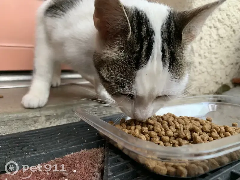 Chaton noir et blanc trouvé, sociable, Gradignan - photo