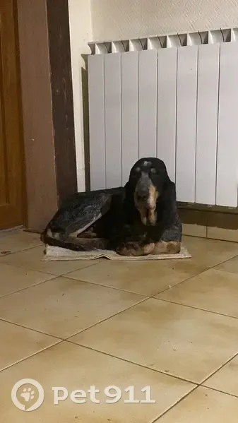 Chien trouvé sur Route de Sère, Aussos - photo