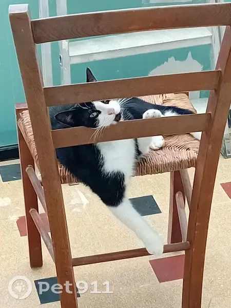 Chat européen disparu à Biache-Saint-Vaast - photo