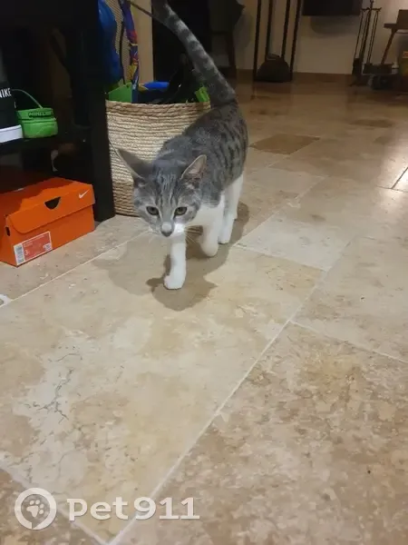 Chatte tigrée trouvée à Pontault-Combault - photo