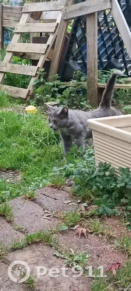 Chatte grise trouvée à Orival, Normandie - photo