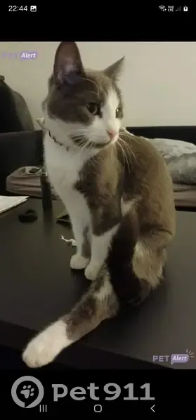 Chatte grise/blanche perdue à Bagneux - photo