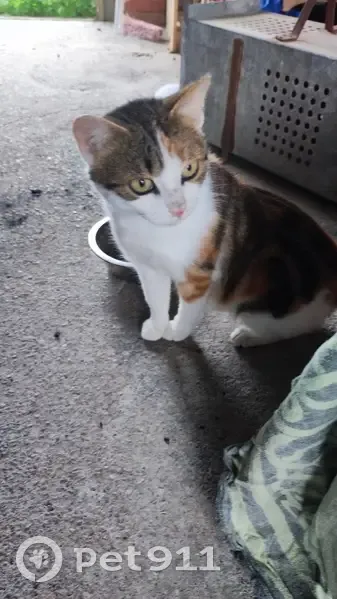 Chatte tricolore non stérilisée trouvée - photo