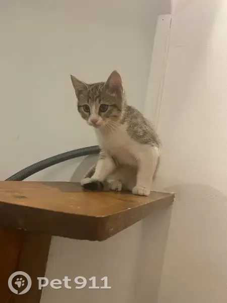 Chaton trouvé Rue Dr. Victor Despeignes - photo