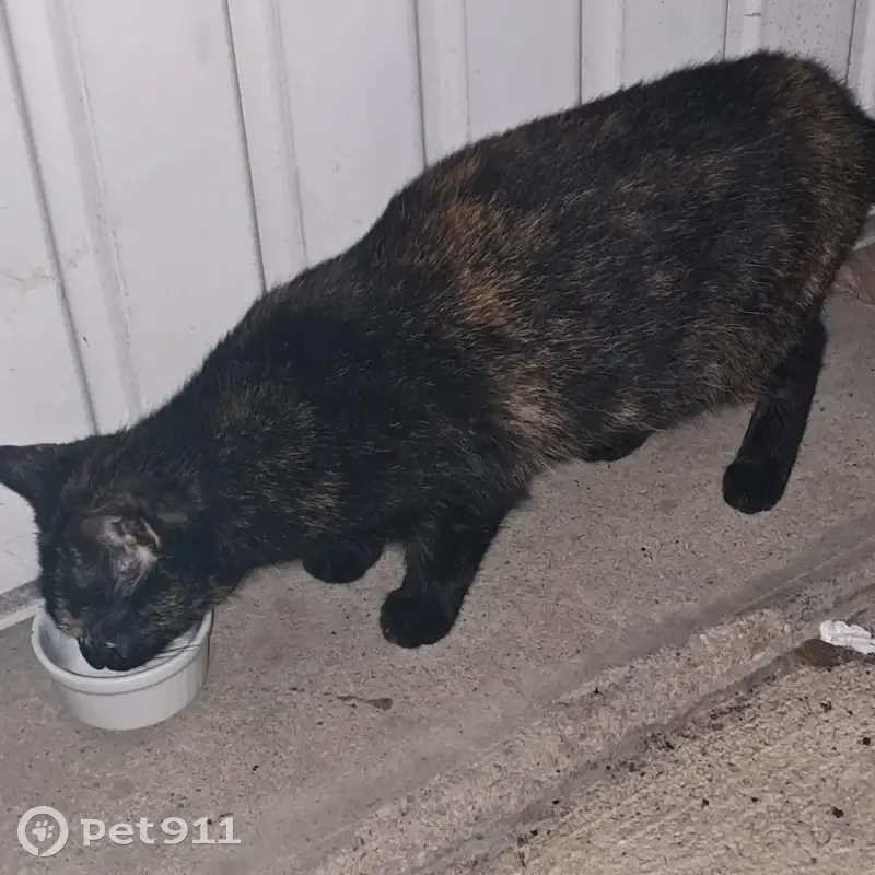 Chat européen écaillé trouvé à Chilly-Mazarin - photo