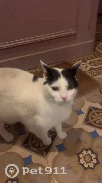 Chat trouvé à Saint-Mandé, cherche foyer - photo