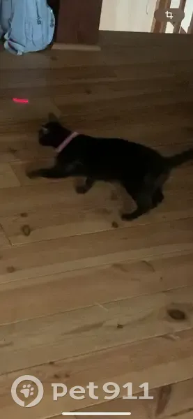 Petite chatte noire perdue à Saint-Chinian - photo