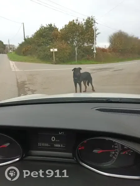 Beauceron mâle trouvé Rue Kerguillou - photo