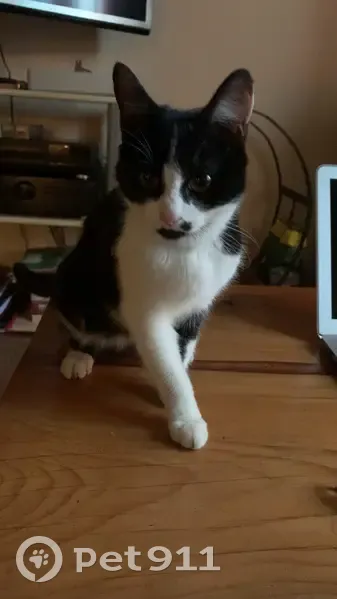 Chatte noire et blanche trouvée à Lorient - photo