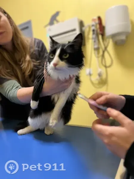 Chatte noire et blanche trouvée à Tarare - photo