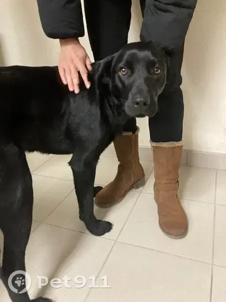 Chienne labrador noire trouvée à Castelnau - photo