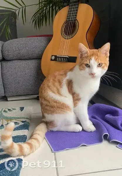 Chat roux et blanc perdu à Strasbourg - photo