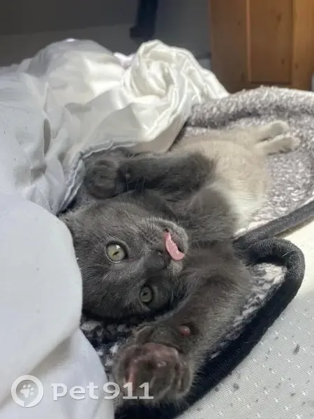 Chaton gris perdu à Seboncourt - photo