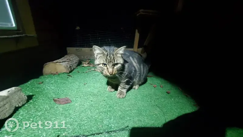 Chaton tigré trouvé, Montée de la Colline - photo